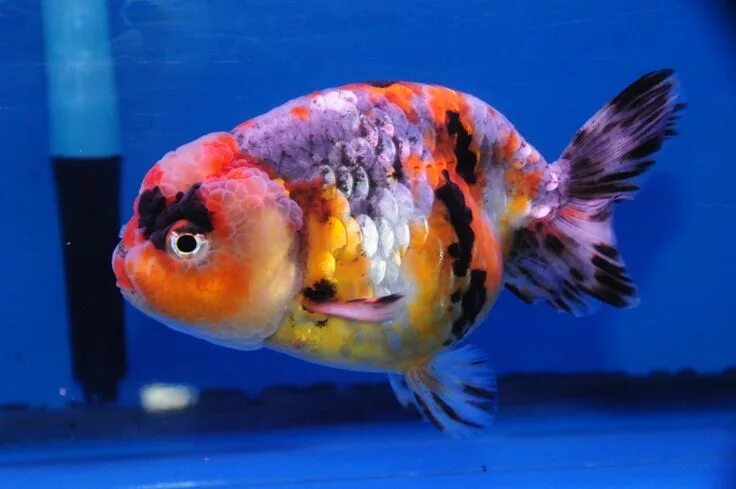 Ранчу рыбка аквариумная фото Pin on Ranchu goldfish