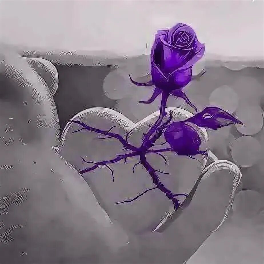 Раненое сердце фото Pin by Yasmin Akhtar on Feelings in 2022 Color splash purple, Purple roses, Rose