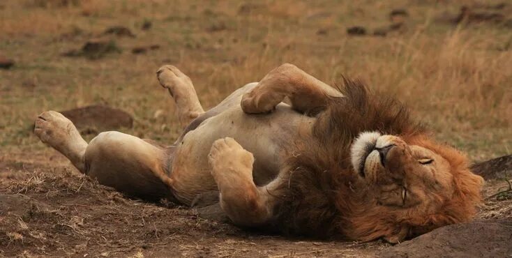 Раненый лев фото The Lions of Masai Mara !! Lions, Lion and lioness, Lion pictures