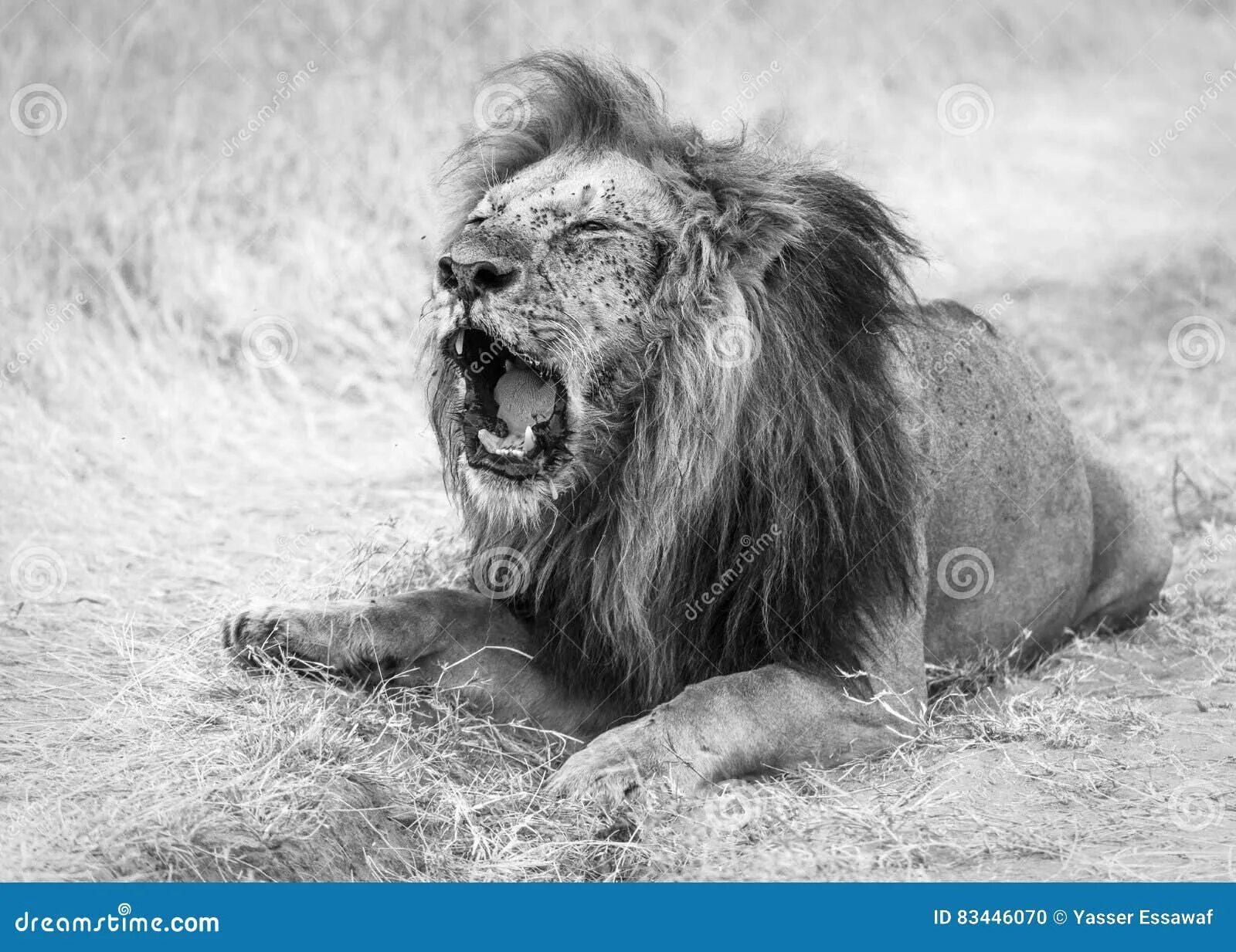 Раненый лев фото Old Lion Injured Stock Images - Download 25 Royalty Free Photos