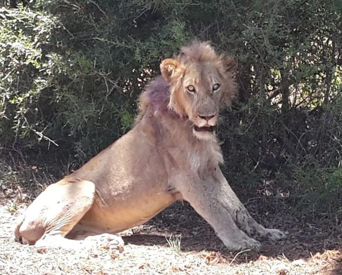 Раненый лев фото Dying lion rescued from poacher's snare after tourists post pictures of it on Fa