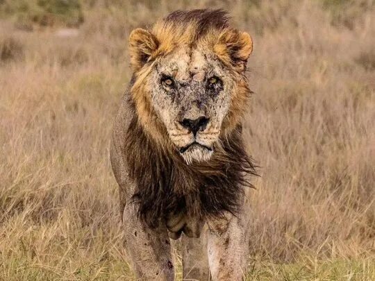 Раненый лев фото Loonkito, one of world's oldest lions, killed by herders in Kenya Offbeat - Gulf