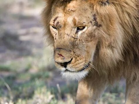 Раненый лев фото Battle-Scarred Lion Portrait, Tanzania' Photographic Print - Charles Sleicher Ar