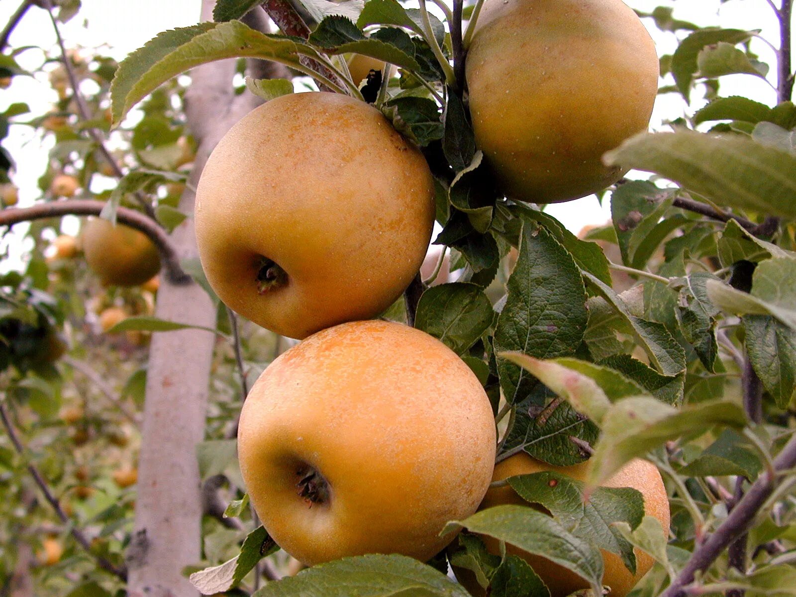 Ранет сорт яблок описание фото Fruit: Fruit Varieties Center for Agriculture, Food, and the Environment at UMas