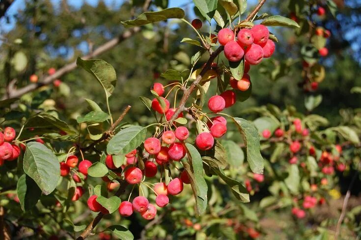 Ранетка яблоня фото Crabapple Pflanzen, Winterharte sträucher, Garten anpflanzen