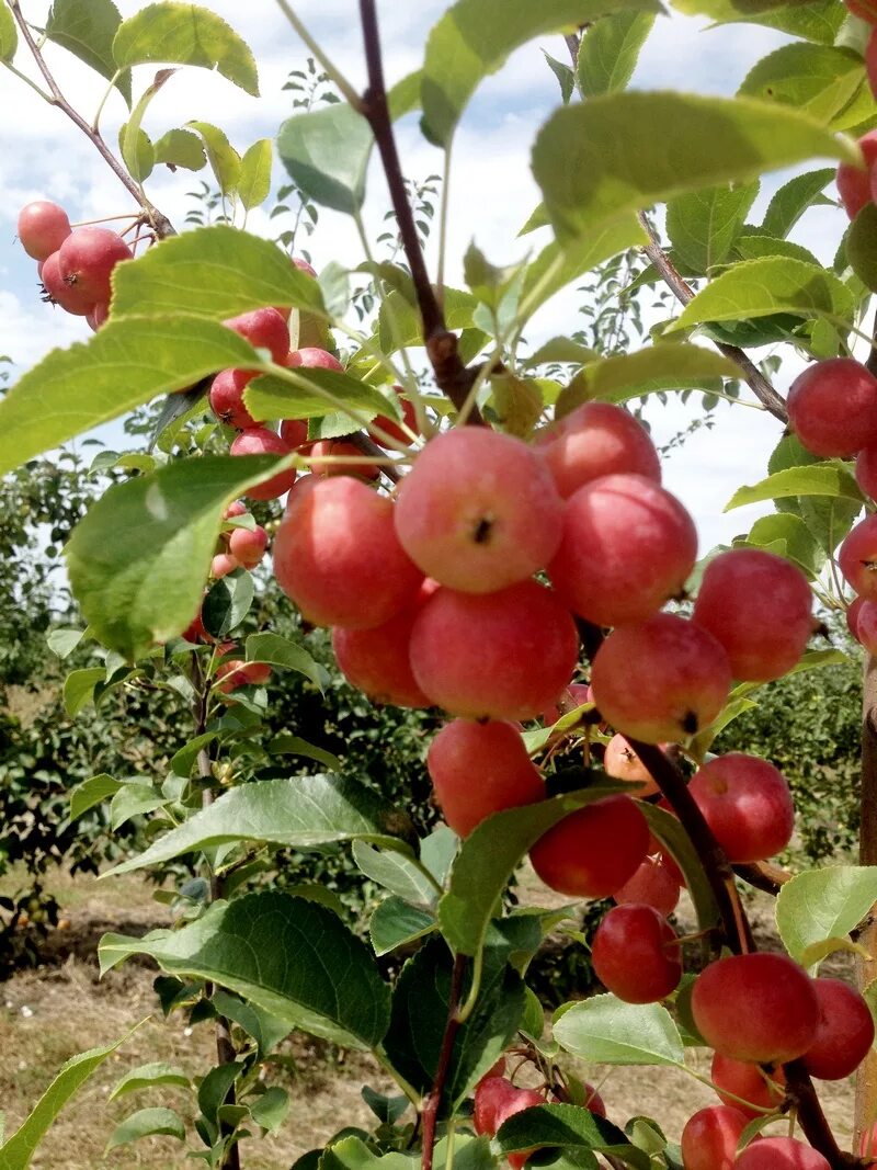 Ранетка яблоня фото Фото сортов яблони (ранетки) - Садовый центр Краснодар