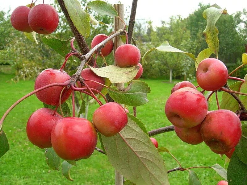 Ранетки яблоки фото Воронежский плодово-ягодный питомникРаечка