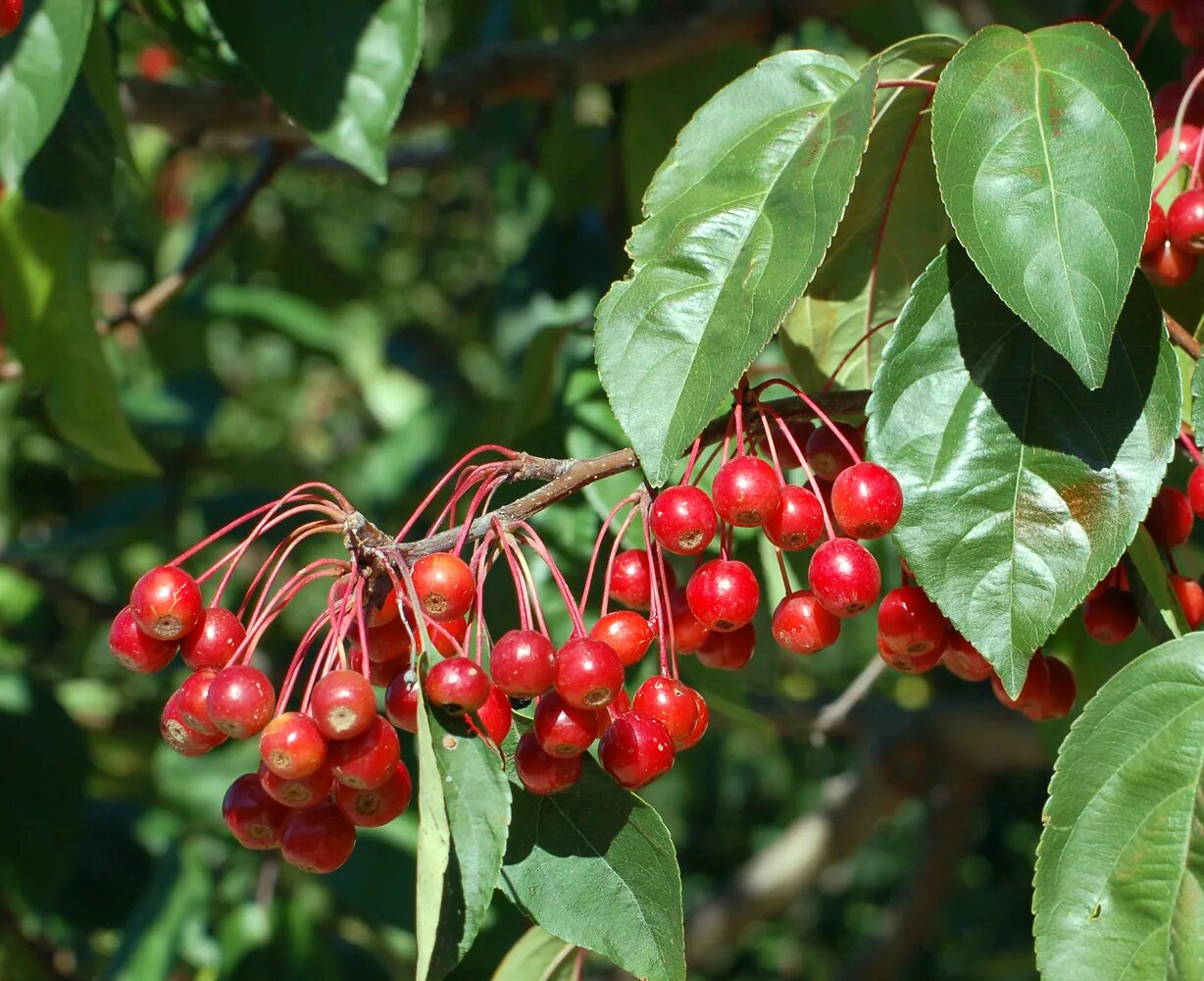 Ранетки яблоки фото дерево File:Ripe crab apple fruit.jpg - Wikipedia