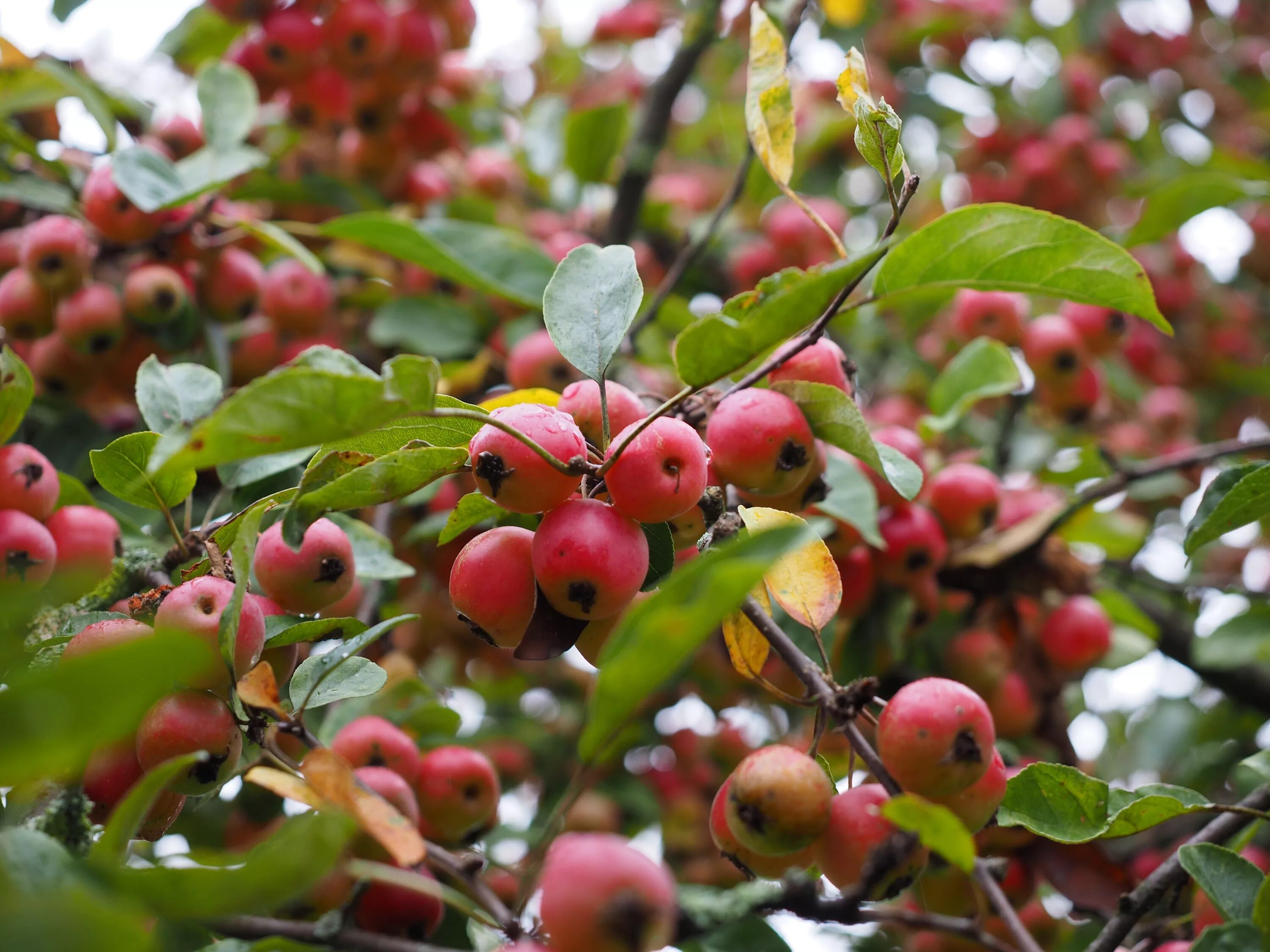 Ранетки яблоки фото дерево описание Free Images : apple, branch, blossom, berry, leaf, flower, food, red, produce, s