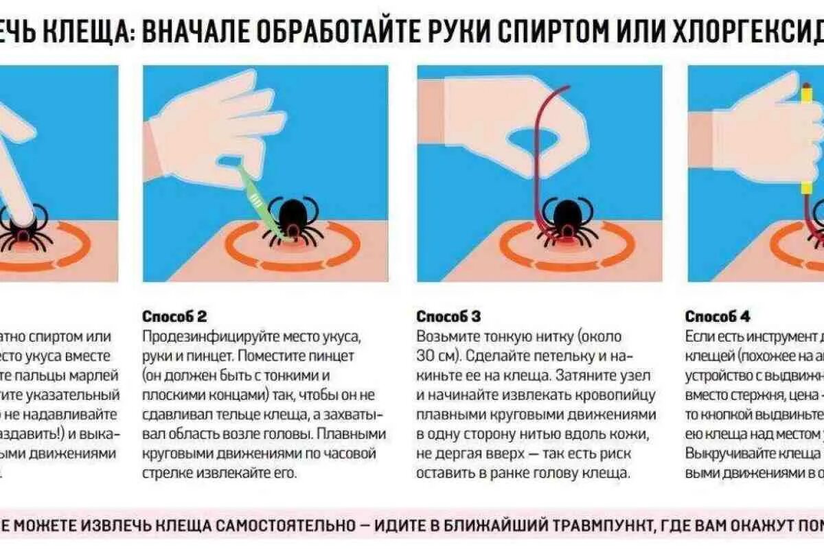 Ранка от клеща как выглядит Что будет если не удалить клеща