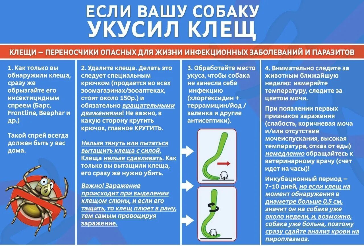 Ранка после укуса клеща у собаки фото Если собаку укусил клещ