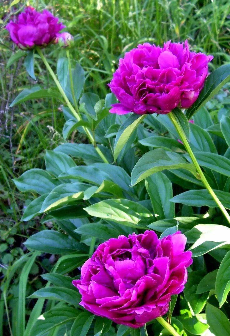 Ранние пионы сорта с фото Photo of the entire plant of Garden Peony (Paeonia lactiflora 'Magenta Moon') in