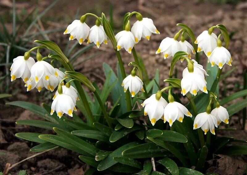 Ранние садовые цветы фото название Leucojum vernum Plants, Nature, Flora