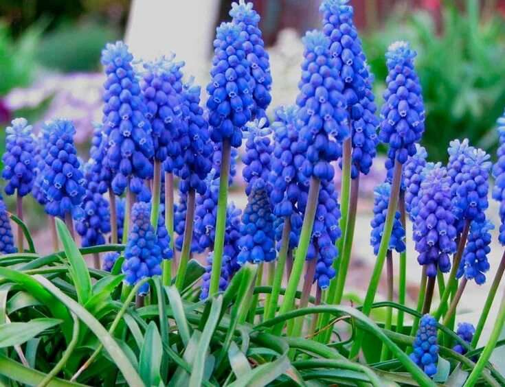 Ранние садовые цветы фото название Мускари (Muscari) еще именуют мышиным гиацинтом либо гадючим луком. Этот лукович