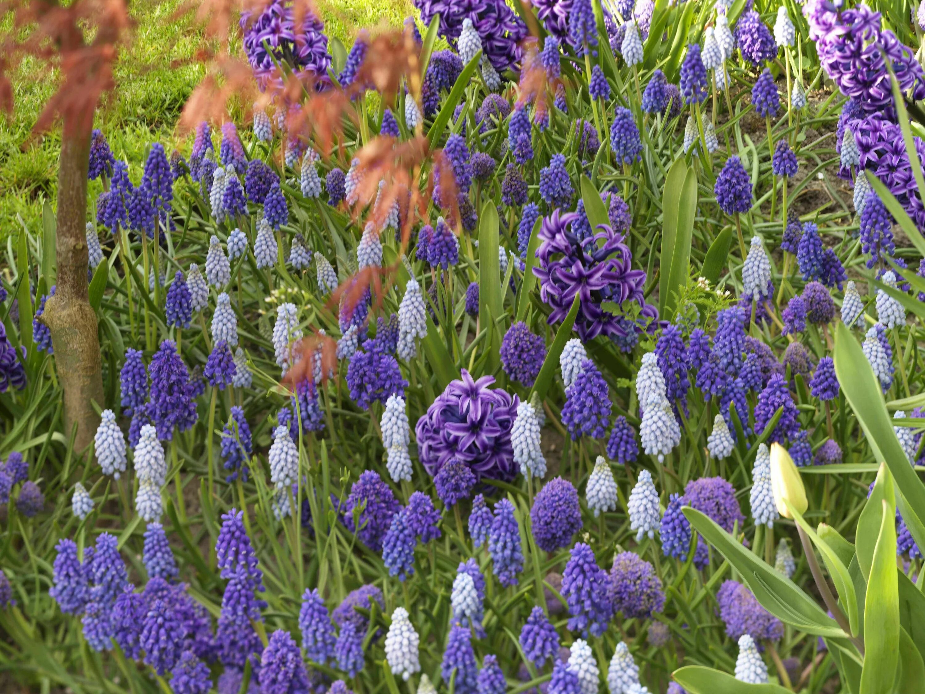 Ранние садовые цветы фото название Muscari : 8 belles idées d'association Fleurs printemps, Promesses de fleurs, J