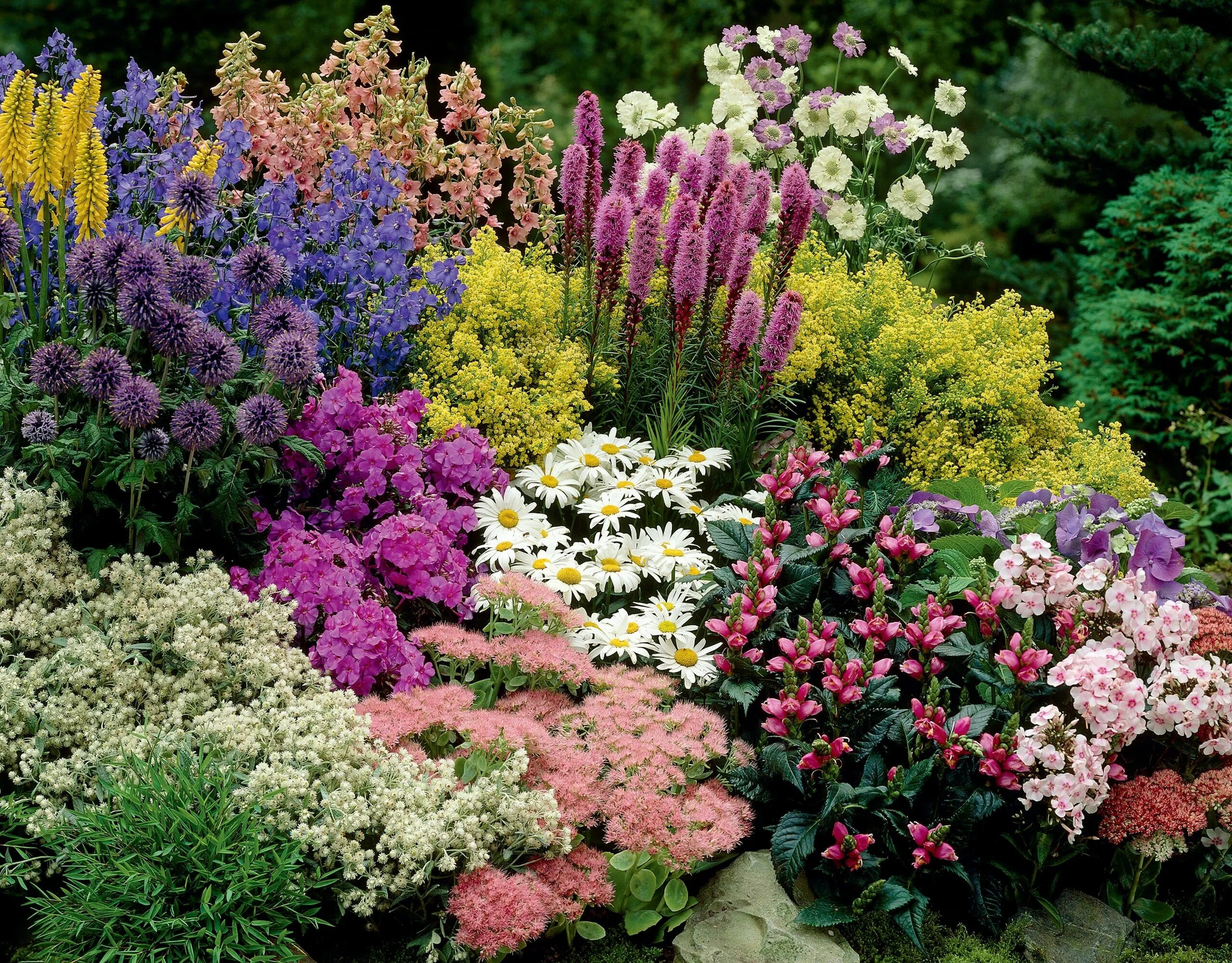 Ранние садовые цветы фото название Create an easy-care perennial border on a budget Flower garden design, Inexpensi