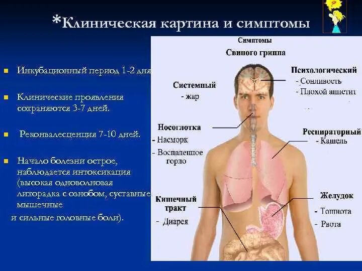 Ранние симптомы вич фото n Лекция Миксовирусы или респираторные вирусы Доцент кафедры