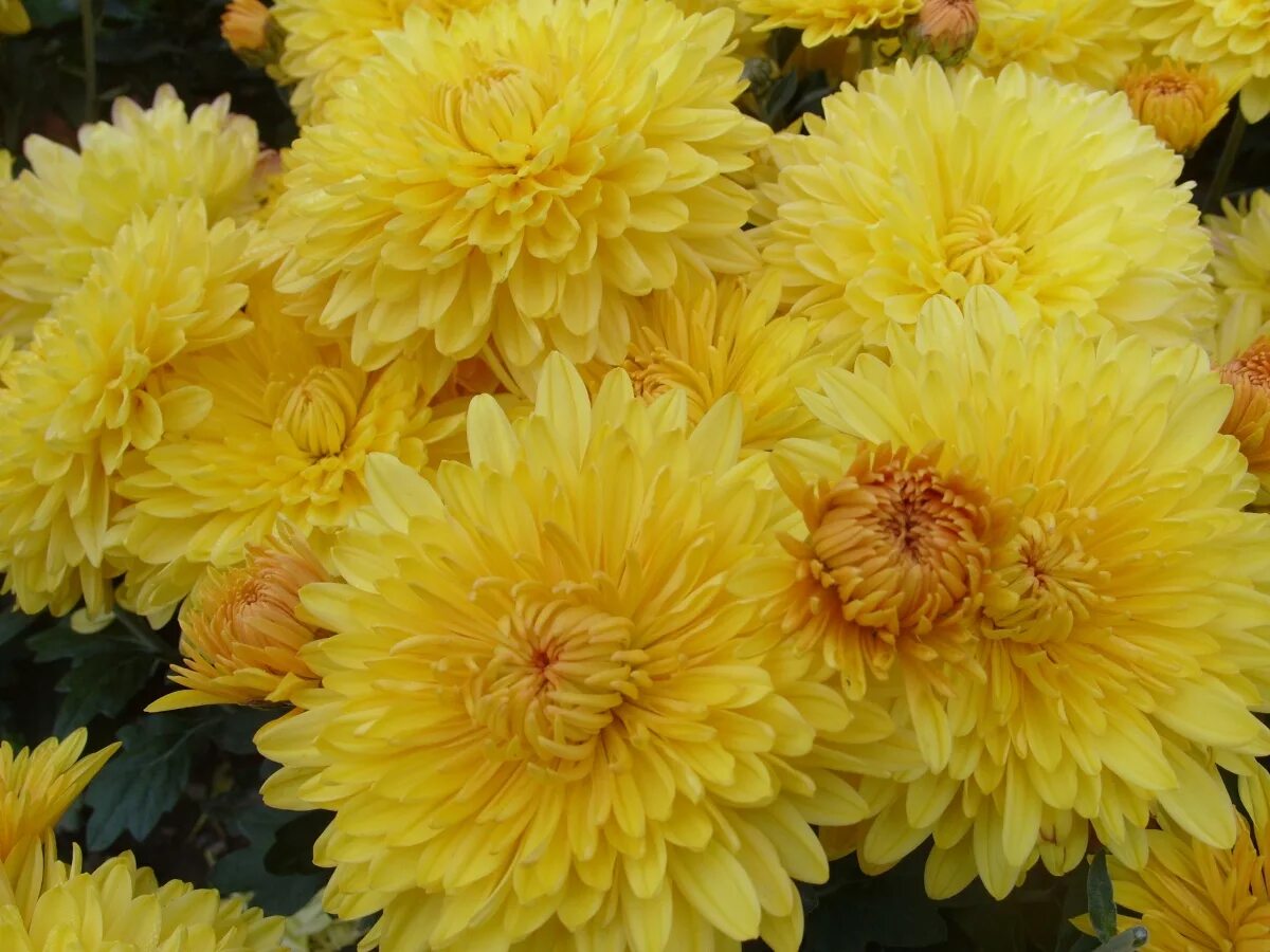 Ранние сорта корейской хризантемы фото и описание Купить семена Хризантема Chrysanthemum Altgold в Москве: доставка семян по Росси