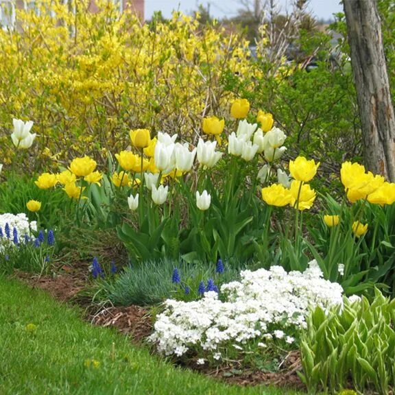 Ранние цветы на даче весной фото How to Create a Bulb Garden Gardening Tips from mantis.com Spring bulbs garden, 