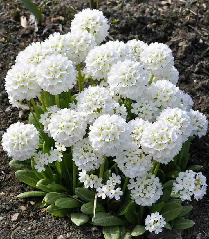 Ранние цветы садовые многолетние фото Prímula denticulata 'Alba' Planting flowers, Flower garden, Beautiful flowers pi