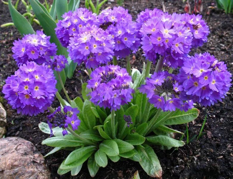 Ранние цветы садовые многолетние фото Примула зубчатая сиреневая (Primula denticulata lilac) Садовый центр "Berberis"