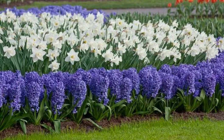 Ранние цветы в саду фото Plant bulbs now, don’t fret about water, and be dazzled by spring Planting bulbs