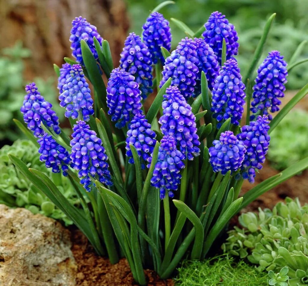 Ранние весенние цветы фото садовые Мускари Muscari Armeniacum 15 шт. - Florasad