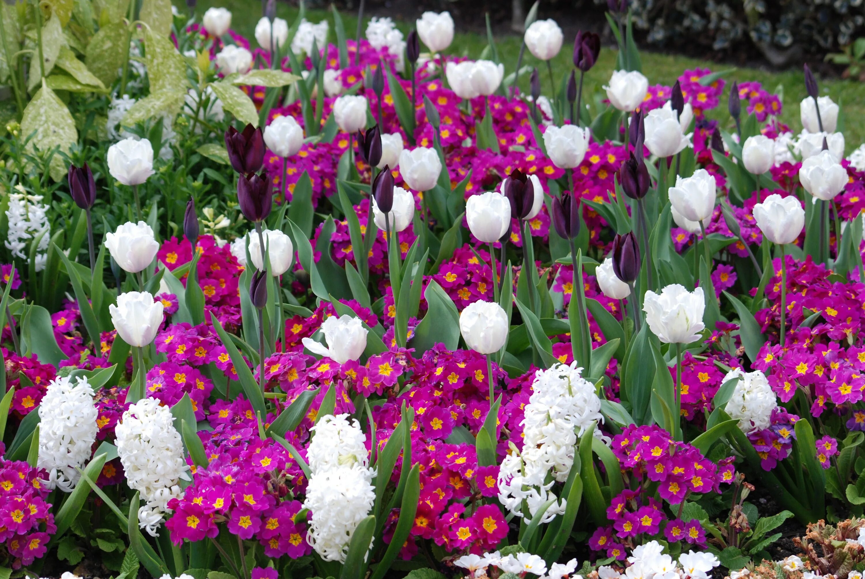 Ранние весенние цветы фото садовые Tulips and perennial flowers in the flowerbed free image download