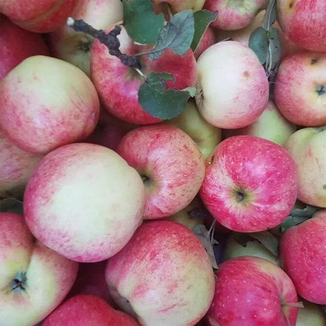 Ранние яблоки сорта названия и фото Яблони для Подмосковья лучшие сорта Apple, Fruit