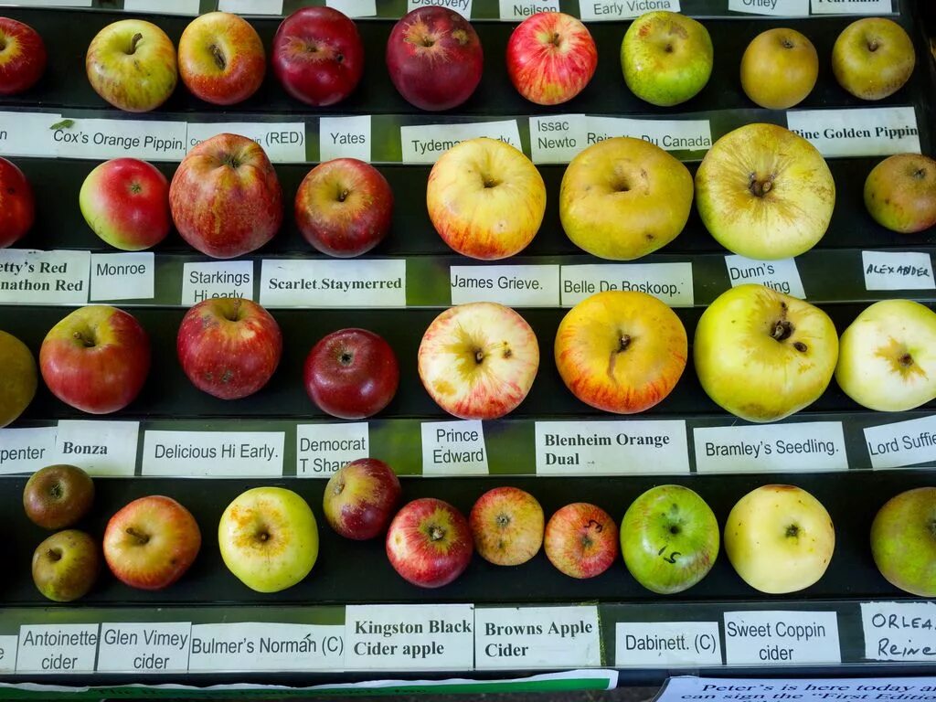 Ранние яблоки сорта названия и фото Different Apple Varieties Bramley, Apple