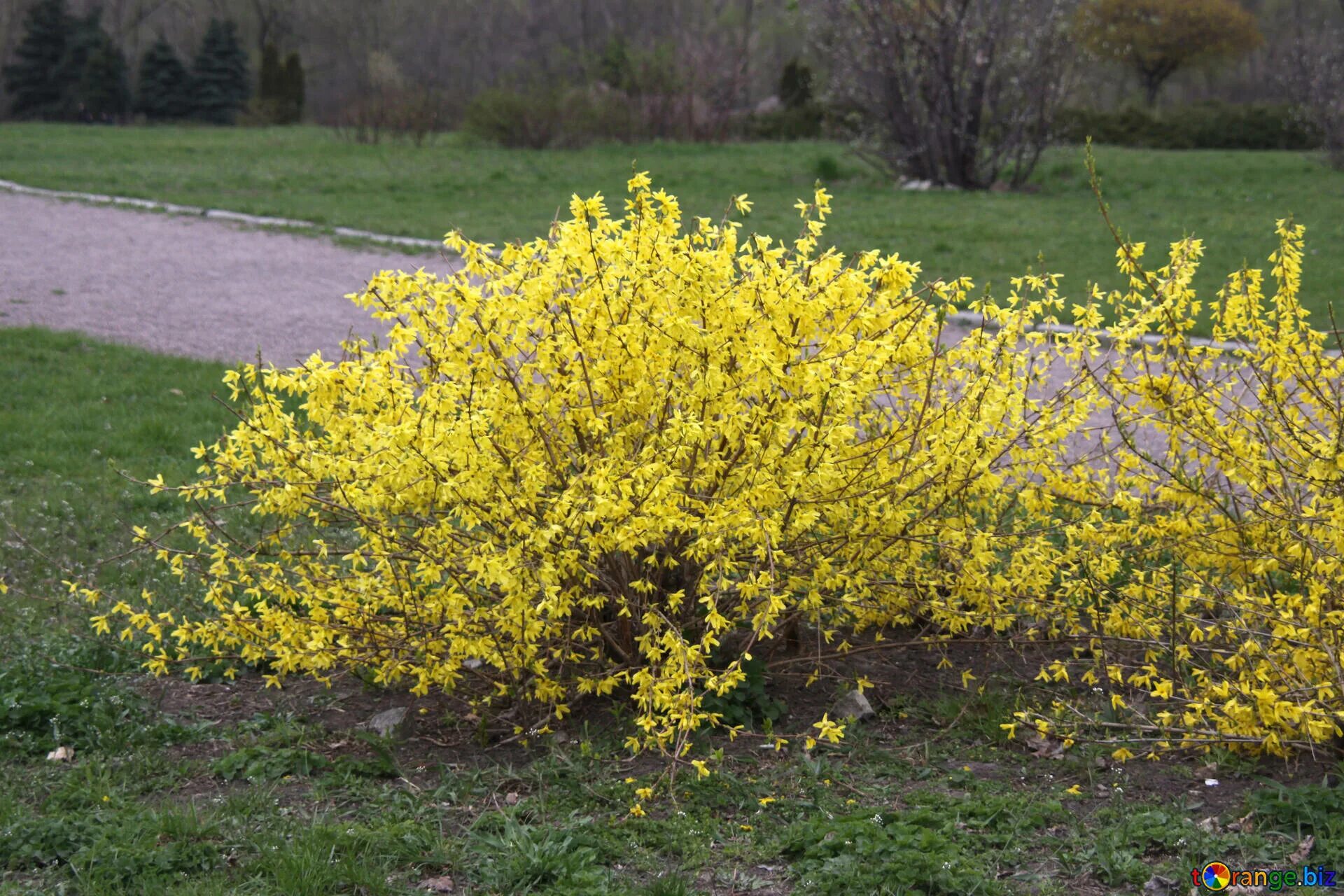 Ранний кустарник с желтыми цветами фото Yellow bushes free image - № 5185