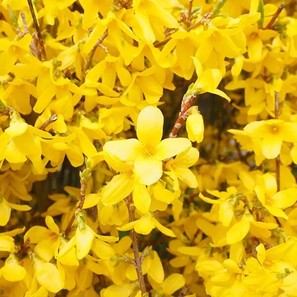 Ранний кустарник с желтыми цветами фото Forsythia - The Good Earth Garden Center