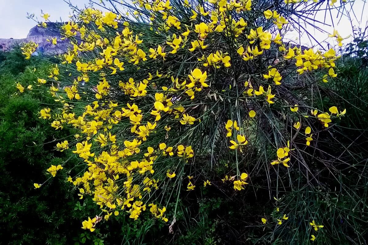 Ранний кустарник с желтыми цветами фото Waves Of Yellow Flowers: Spanish Broom Or Simply 'Žuka' - Just Dubrovnik