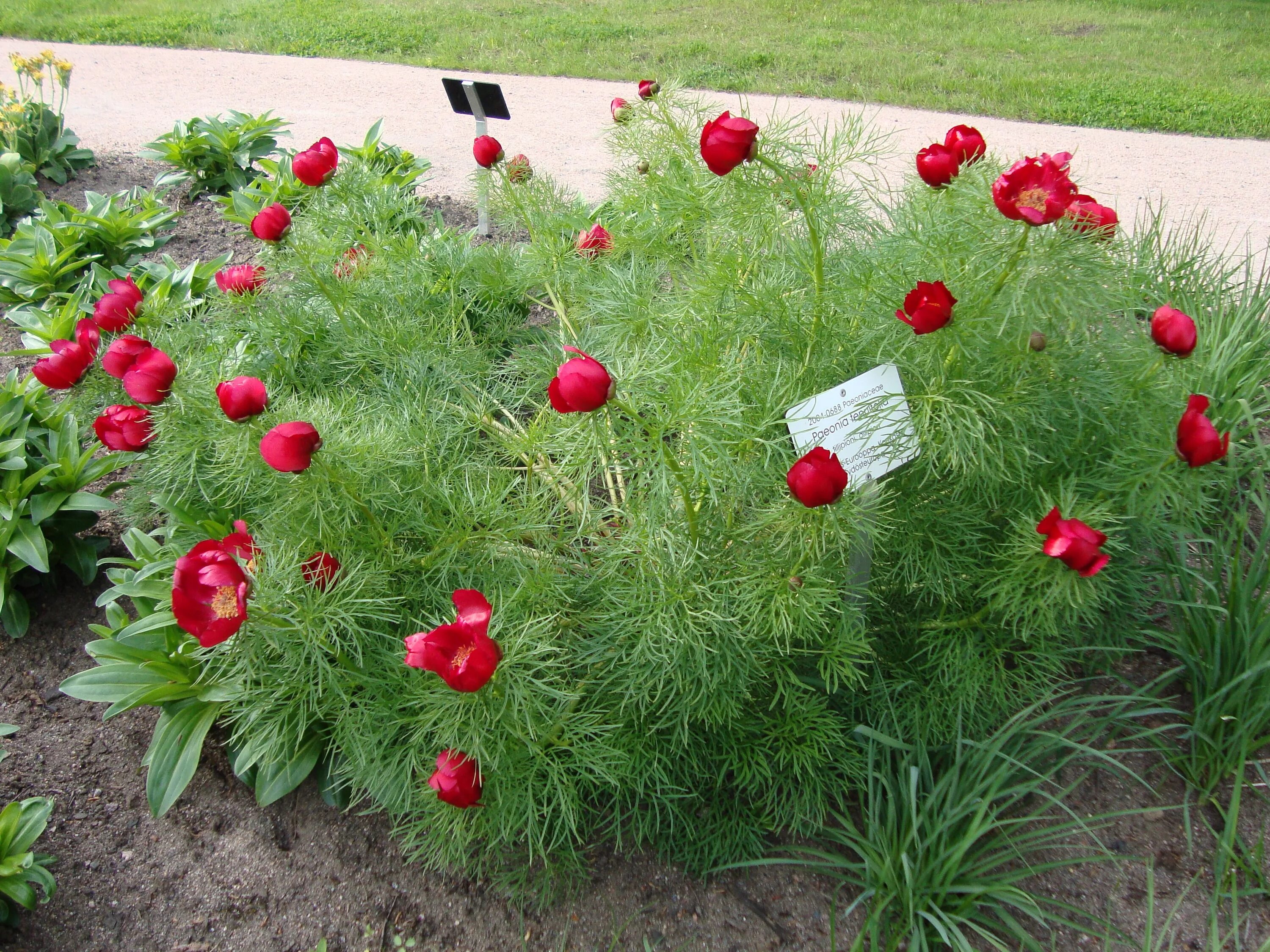 Ранний пион фото Файл:Paeonia tenuifolia Pioni, tillipioni Dillpion C DSC03045.JPG - Википедия