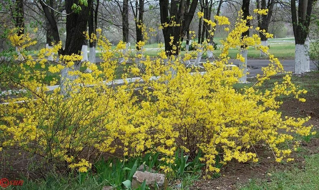 Ранний желтый кустарник фото Шесть видов форзиции Forsythia, Plants, Garden