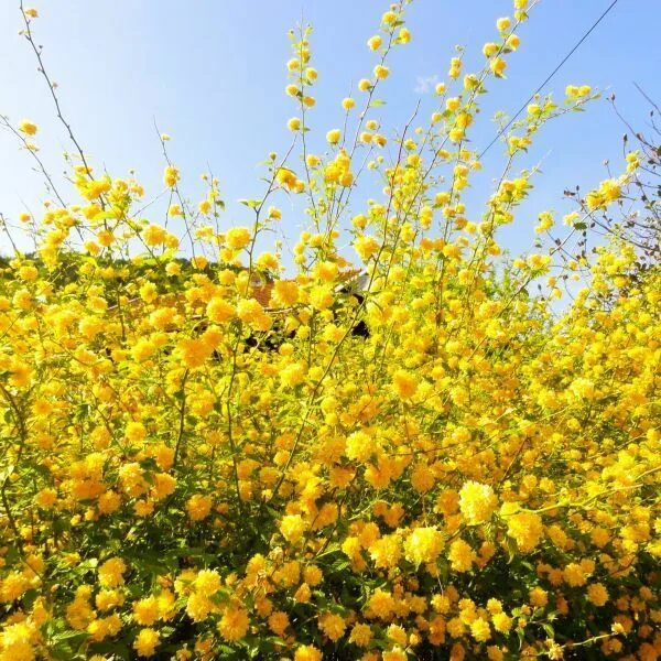 Ранний желтый кустарник фото Double Flowering Japanese Kerria Shade shrubs, Yellow flowering shrub, Shrubs