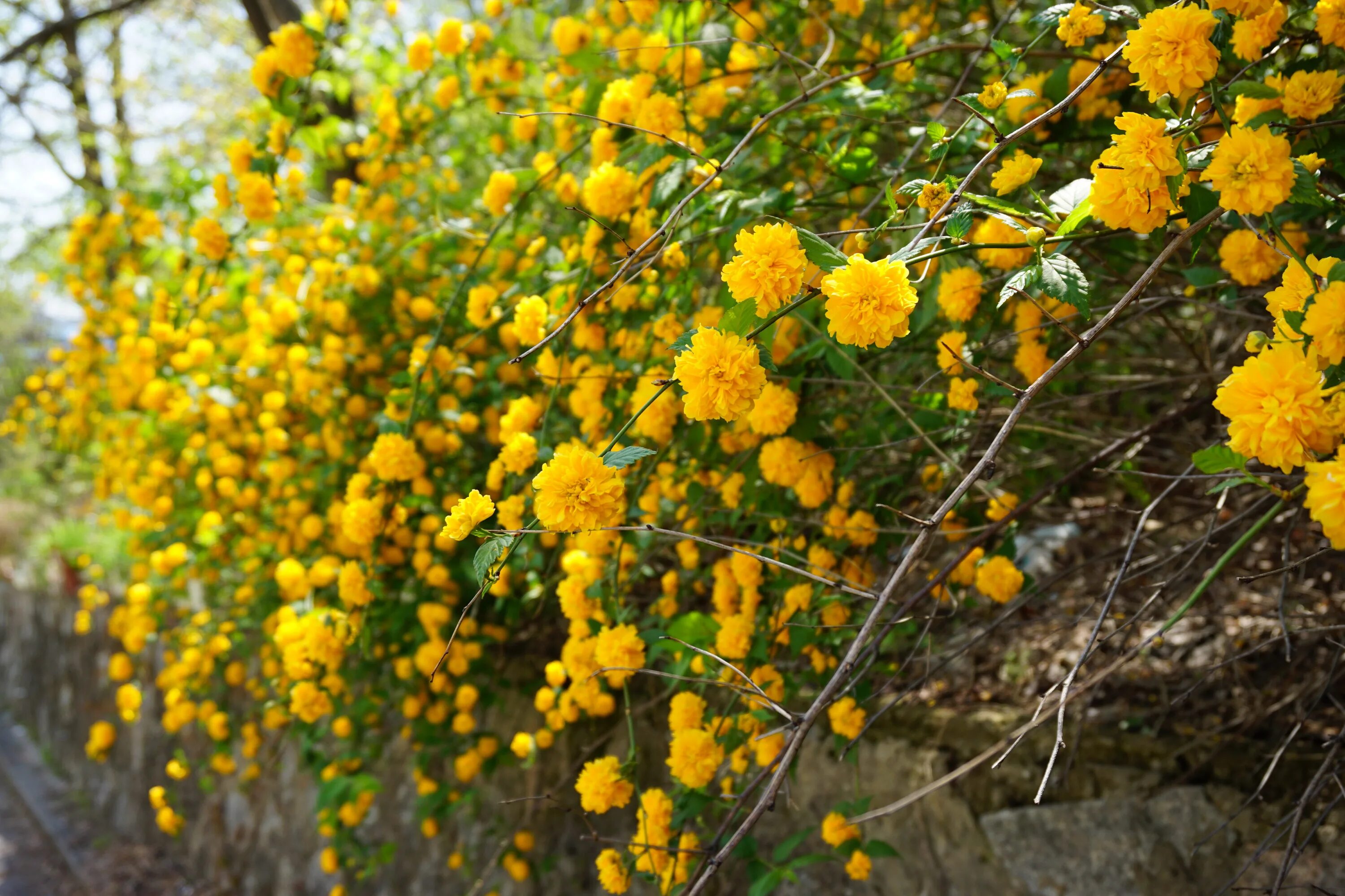 Ранний желтый кустарник фото Free Images : branch, blossom, sunlight, food, produce, evergreen, autumn, botan