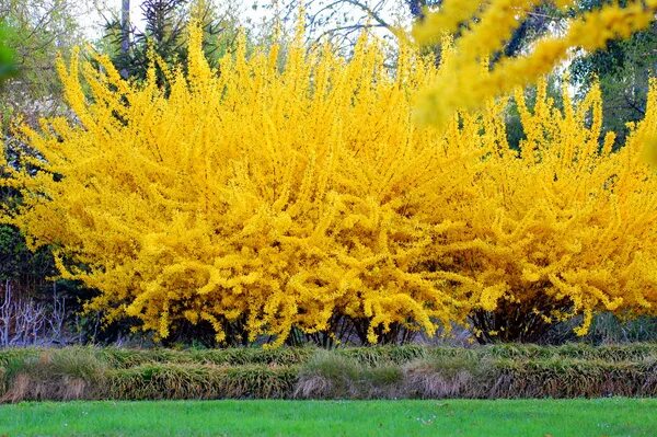 Ранний желтый кустарник фото Форзиция зеленеющая Weber's Bronx (Веберс Бронкс) - купить по выгодным ценам в и