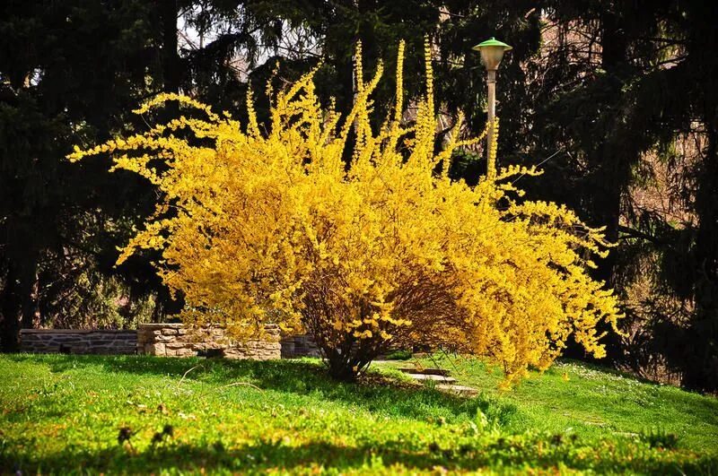 Ранний желтый кустарник фото Форзиция Саженцы купить на OZON по низкой цене