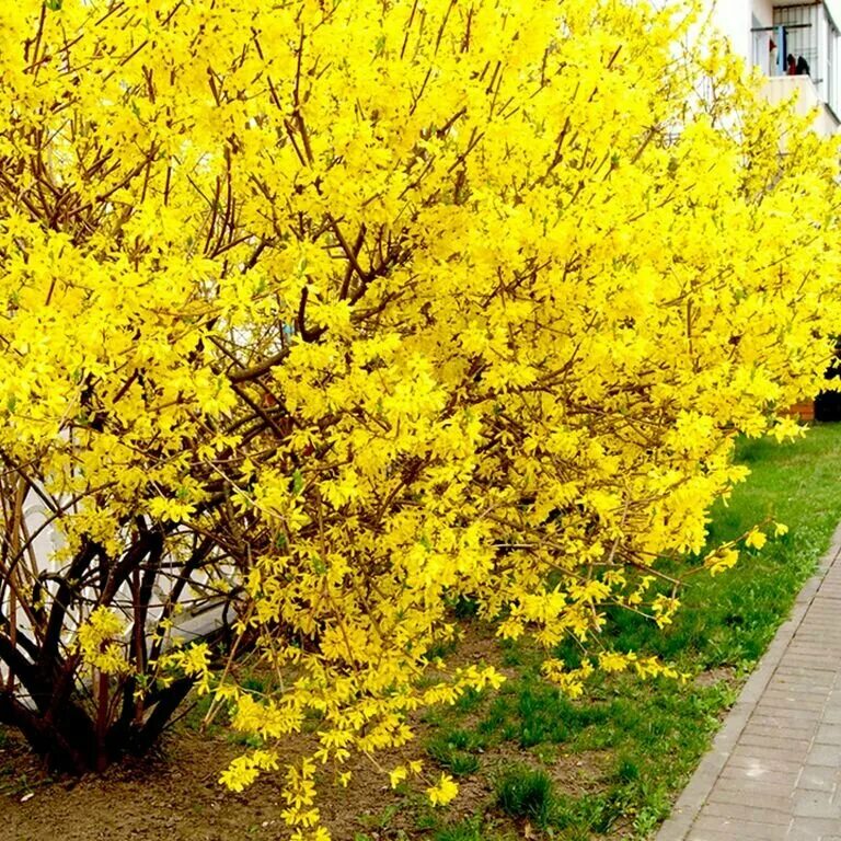 Ранний желтый кустарник фото Форзиция сетчатая - купить по низкой цене на Яндекс Маркете