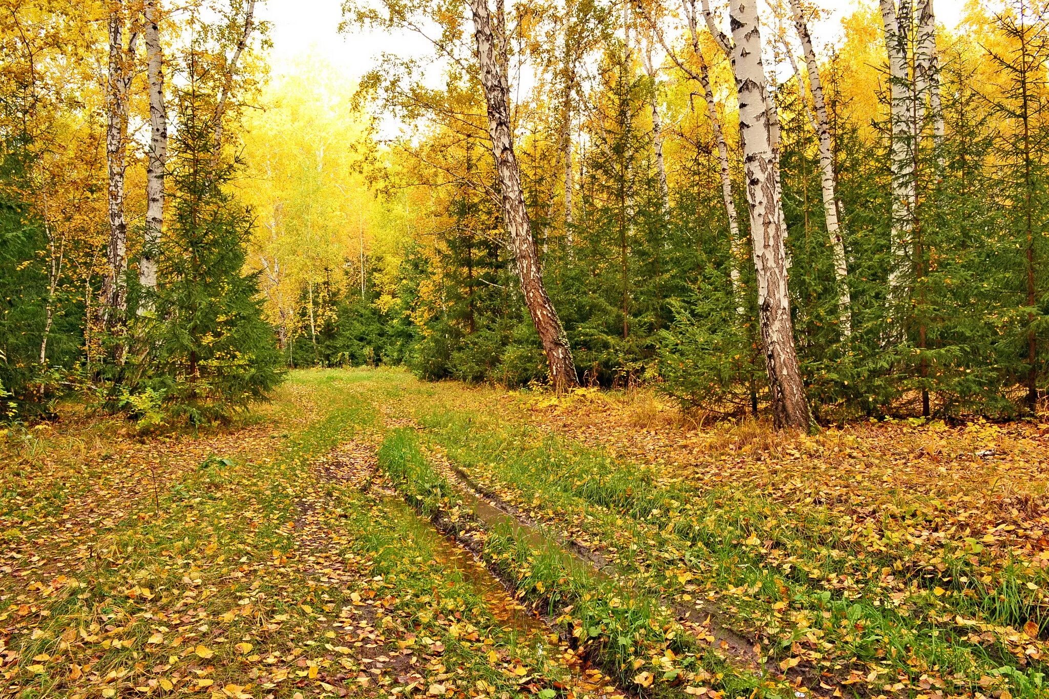 Ранняя осень в лесу фото Free photo: Bunch of Trees - Bunch, Cold, Forest - Free Download - Jooinn