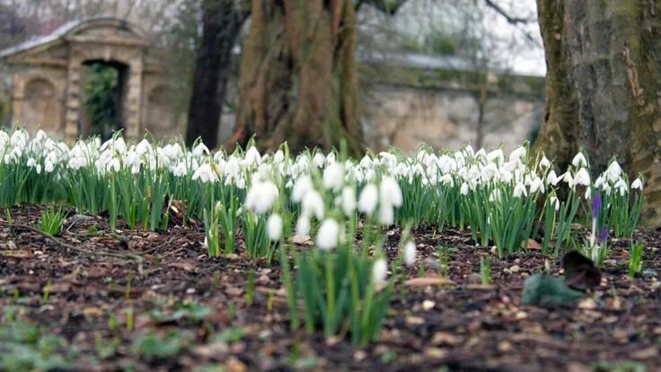 Ранняя весна на даче фото free desktop backgrounds for snowdrop, 1920x1080 (396 kB) Garden, Bluebells, Out