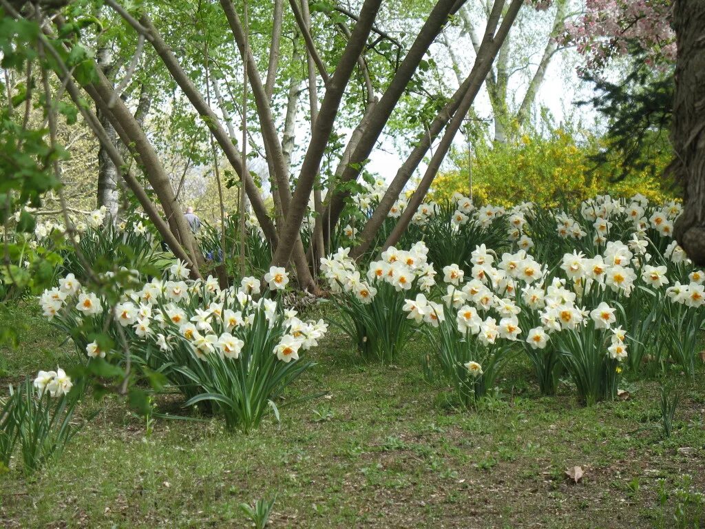 Ранняя весна на даче фото Royal Botanical Gardens Мы едем в Канаду!