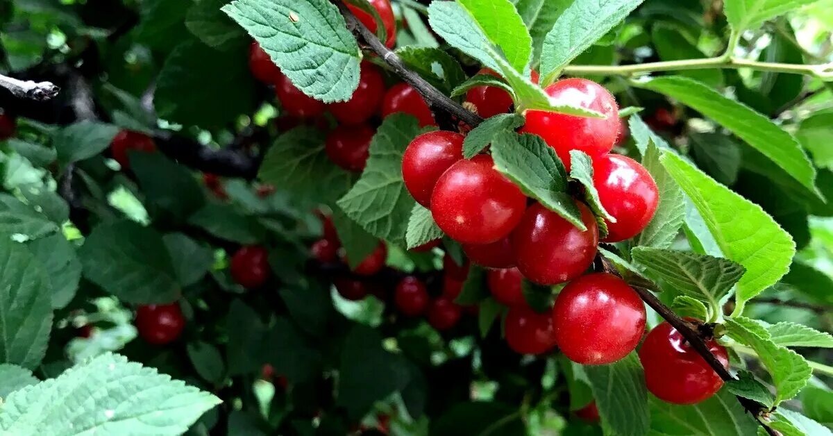 Ранняя вишня фото Вишня войлочная: описание, секреты посадки, лучшие сорта