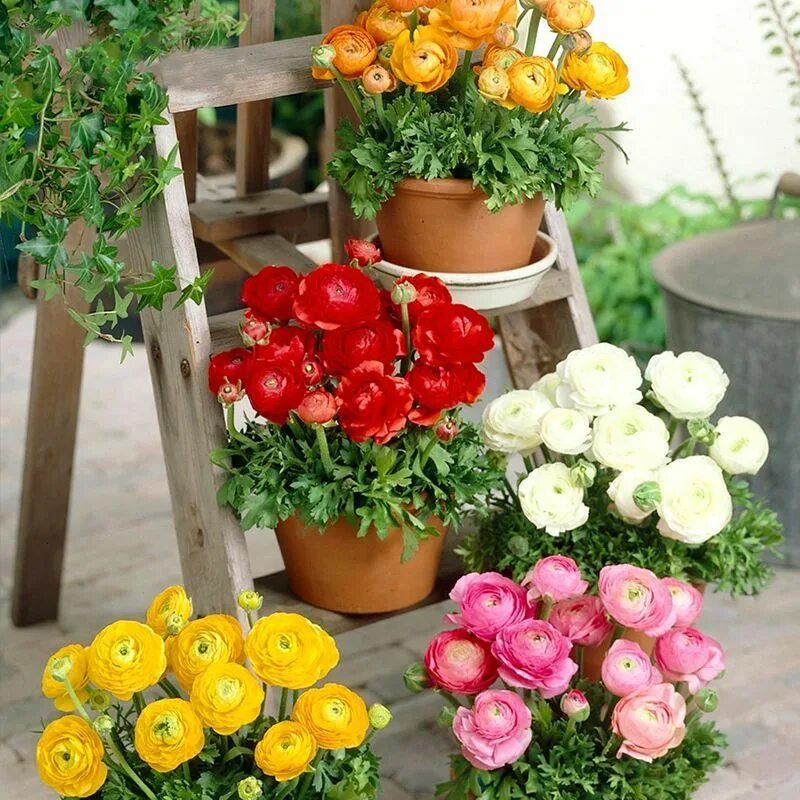 Ранункулюс фото и описание посадка 100 Colorful Ranunculus Seeds Ranunculus asiaticus Persian Buttercup Seed eBay