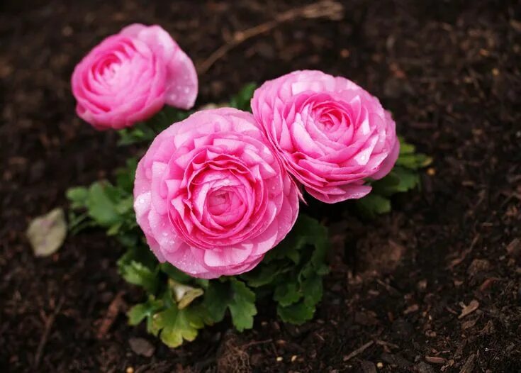 Ранункулюс фото и описание посадка уход Storing Ranunculus: When And How To Store Ranunculus Bulbs Ranunculus flowers, R