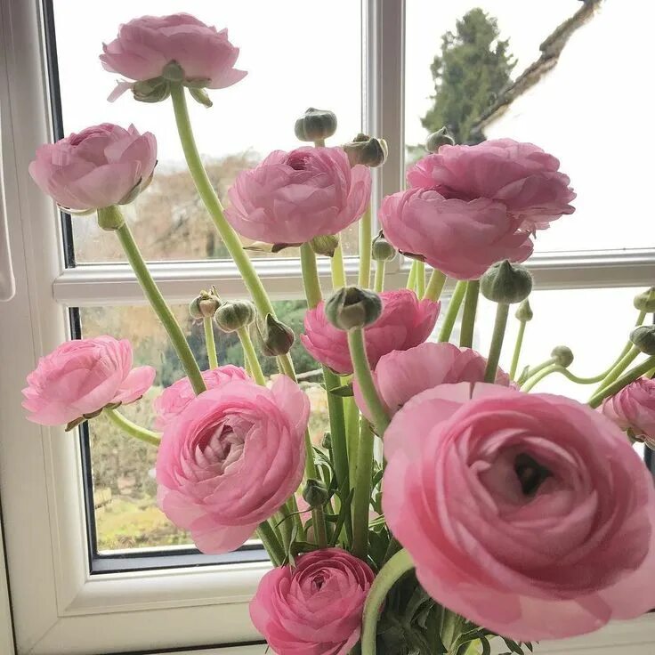 Ранункулюс фото посадка уход Pink and Green Ranunculus in the Morning Light