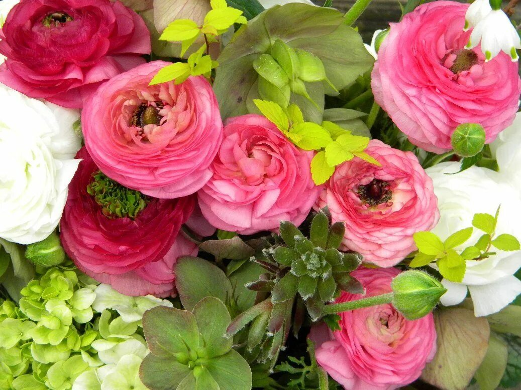 Ранункулюс фото цветов more pink ranunculus... Spring wedding flowers, Pink wedding flowers, Ranunculus