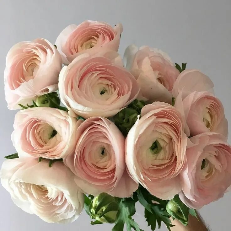 Ранункулюс фото цветов Italian Clooney #Ranunculus are back! Hybrid tea roses, Flowers, Wedding flowers