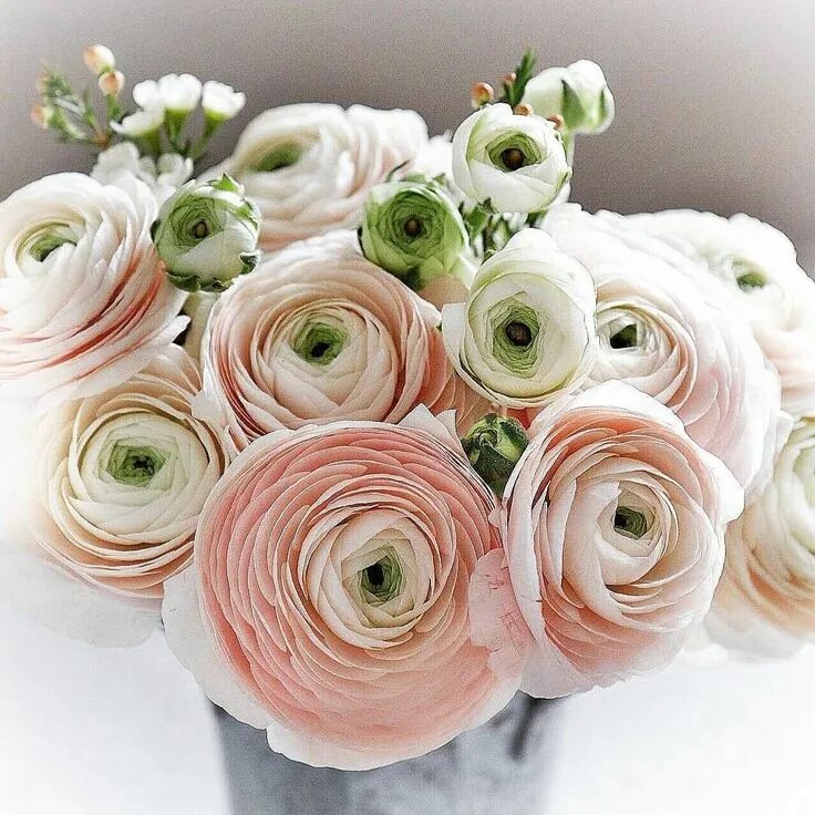 Ранункулюс фото цветов Pin by Katherine Baron on Flower Power Ranunculus flowers, Flower farm, Pretty f